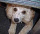 Mon chien est peureux